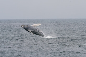 Fototapeta premium Humpback whale breaching in Monterey Bay California