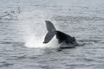 Obraz premium Humpback Whale Monterey Bay California