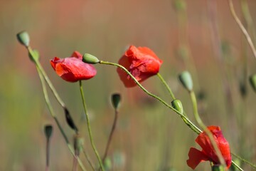Obraz premium Spring blooming of poppies field