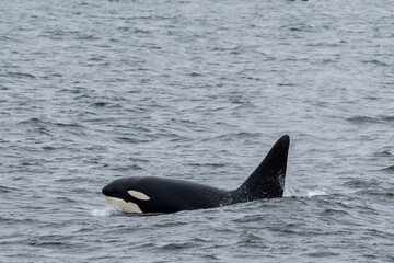 Fototapeta premium Killer Whale swimming in Monterey Bay, California 