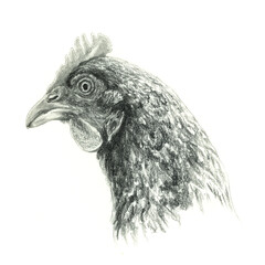 Chicken Head