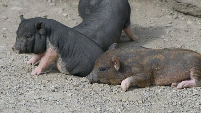 Close up of brown and black baby piglets resting on pebbly ground in nature