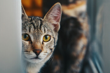Beautiful yellow-eyed cat close-up. Colored cat on background. Pet is looking at camera. Portrait of tabby domestic animal on windowsill.