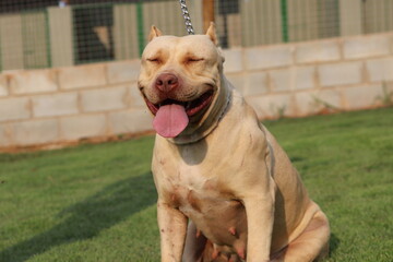 Pit bull / Pit Monster