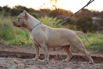Pit bull / Pit Monster