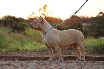 Pit bull / Pit Monster