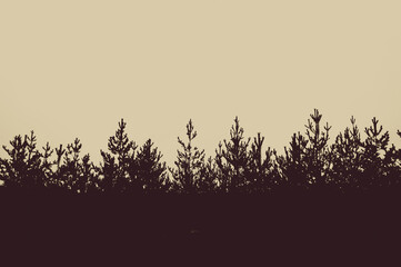 Silhouette of a pine forest and sky. Place for the text.