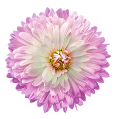 Purple chrysanthemum flower  on white isolated background. Closeup. For design. Nature.
