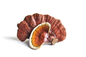 Ganoderma Lucidum Mushroom isolated on white background.Herbs for health.
