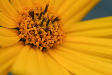 yellow Flower in Makro