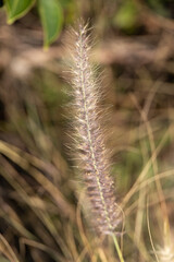 close up of grass