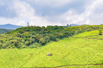 Obraz premium Tea Gardens at Munnar, Kerala, India
