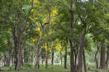 Fototapeta na wymiar Sandalwood forest at Marayoor, near Munnar, Kerala, India