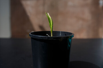 Garlic leaves growing in a pot from a garlic clove in Adelaide, South Australia