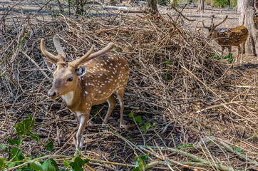 Deers in  Nisargadhama forest park at Kushalnagar, India