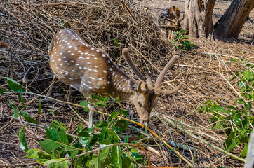 Deers in  Nisargadhama forest park at Kushalnagar, India