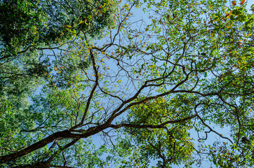 Tree canopy
