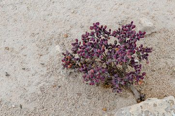 Exotic desert shrubs