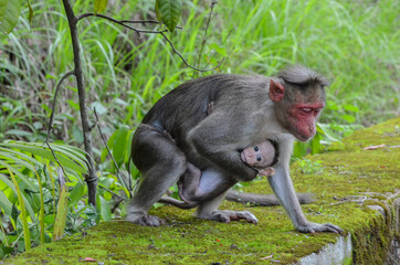 Monkey protecting its baby