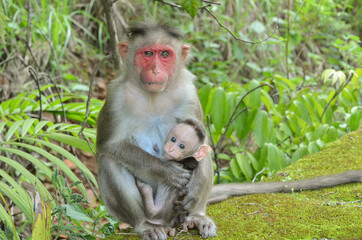 Monkey protecting its baby