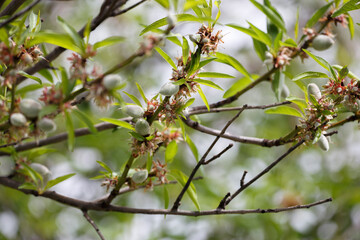 green fresh almonds on an almond tree in blossom, springtime in Adelaide, South Australia