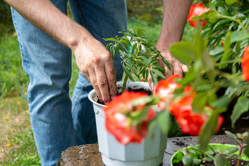 Young farmer plants plant in white pot. 