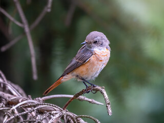 The common redstart female, Phoenicurus phoenicurus, is photographed in close-up sitting on a branch against a blurred background.