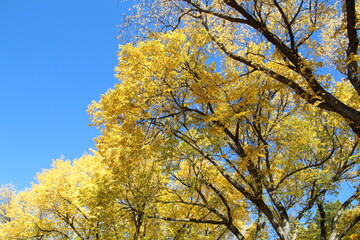 Gold Above, Glenora, Edmonton, Alberta