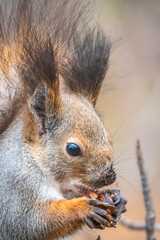 Obraz premium The squirrel with nut sits on tree in the winter or autumn. Eurasian red squirrel, Sciurus vulgaris.