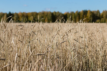Ripe spikelets of rye in the foreground. Yellow rye field against the background of the autumn forest. Blue sky above the horizon. Landscape.