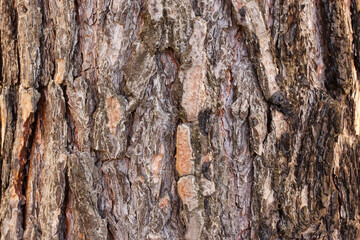 Seamless tree bark background. Brown pine bark texture. Background.