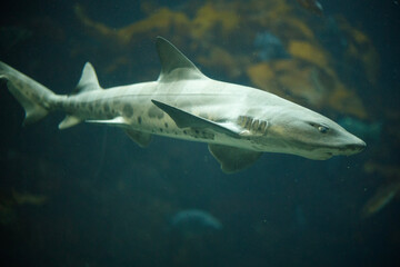 Naklejka premium shark