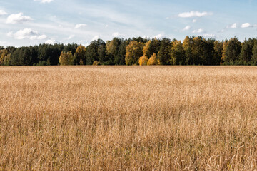 Yellow rye field against the background of the autumn forest. Above the horizon, there is a cold October sky with clouds. Landscape.