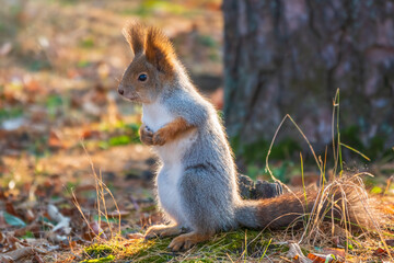 Autumn Squirrel standing on its hind legs on on green grass with fallen yellow leaves