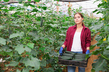 Fototapeta na wymiar Portrait of female worker showing crate of cucumbers in greenhouse