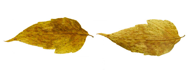 Naklejka premium Autumn poplar leaves, dry leaves of yellow color on a white isolated background. The same jelly on both sides. Autumn leaves