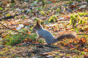 Autumn squirrel with nut on green grass with fallen yellow leaves