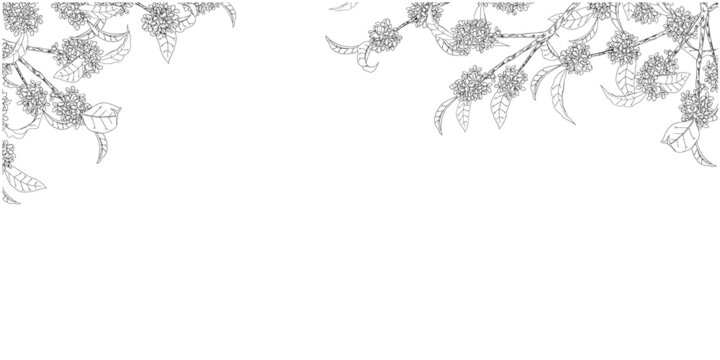 金木犀 の画像 3 338 件の Stock 写真 ベクターおよびビデオ Adobe Stock 金木犀 の画像 3 338 件の Stock 写真 ベクターおよびビデオ Adobe Stock