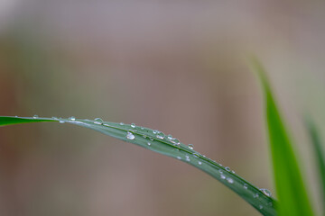 Yellow Irish leaf blade with dew and light brown background