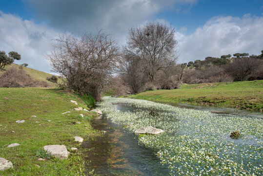 Views of the Tejada Stream, in the Dehesa of Navalvillar, Colmenar Viejo, Madrid, Spain
