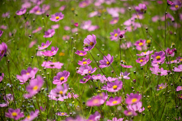 Obraz na płótnie Canvas fields of flowers summer purple daisies in the forests of tapalpa jalisco mexico