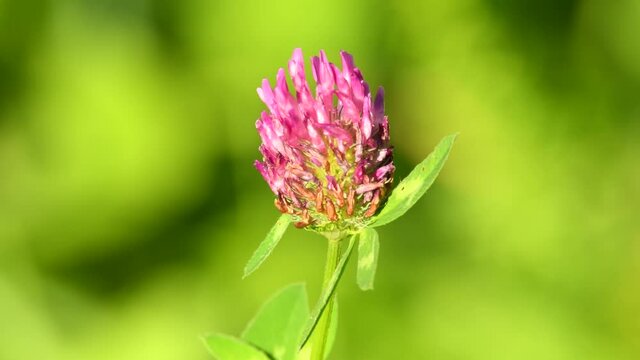 Red clover, medicinal and fodder plant with flower
