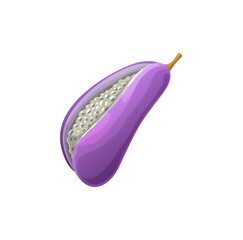 Ripe Akebia trifoliata isolated exotic tropical fruit organic food snack. Vector Akebia quinata, five-leaf chocolate vine or five-leaf akebia ripe purple fruit native to Japan, China and Korea,