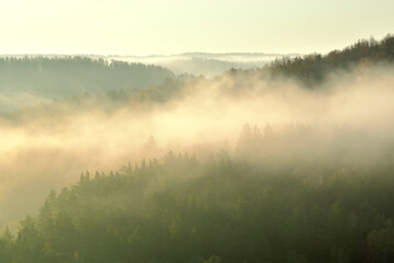 Obraz na płótnie Canvas Morning fog over coniferous forest