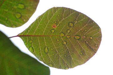 green leaf isolated on white