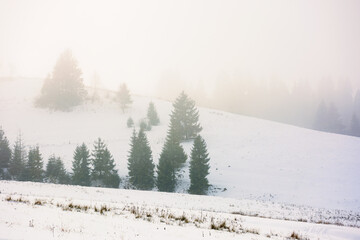 countryside winter scenery on a misty morning. coniferous trees on snow covered hills. mysterious atmosphere