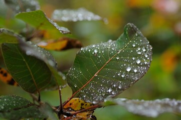 leaf with dew drops