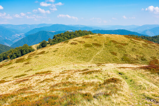 grassy meadows of carpathian mountains on a sunny autumn day. beautiful landscape of polonyna krasna ridge, ukraine