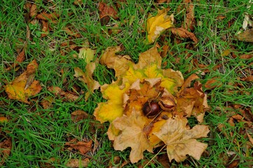 autumn leaves on the ground