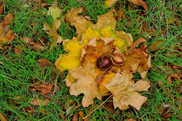 Close up view of fallen leaves in autumn park
